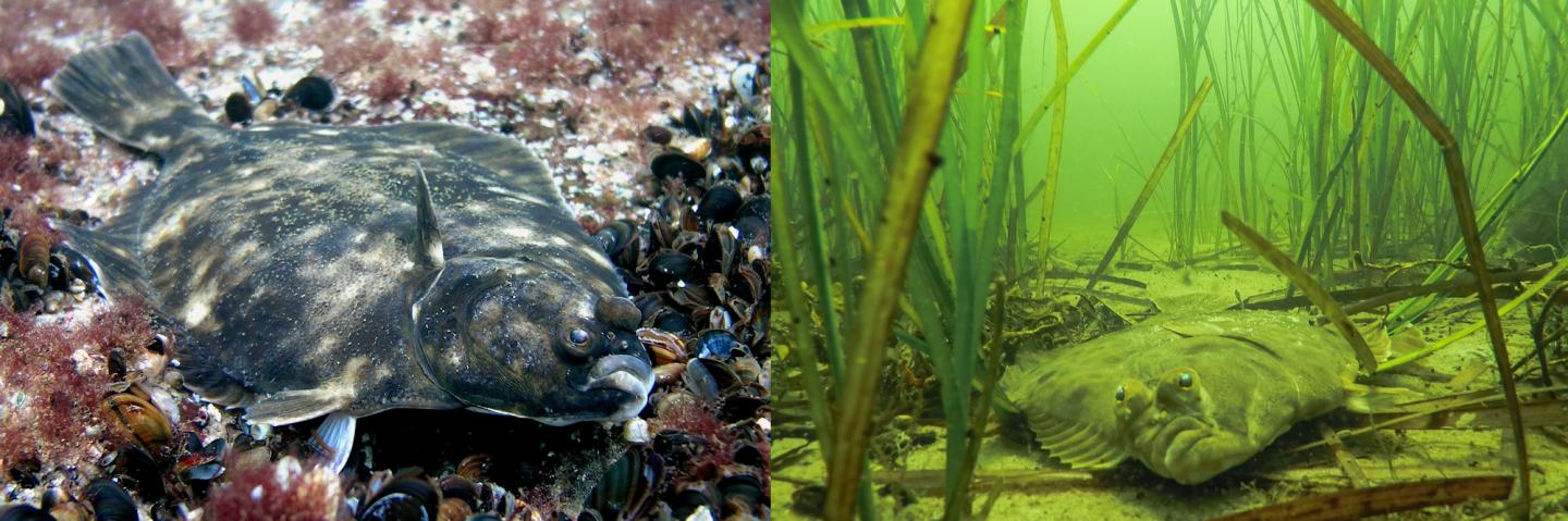 One Flounder Species became Two