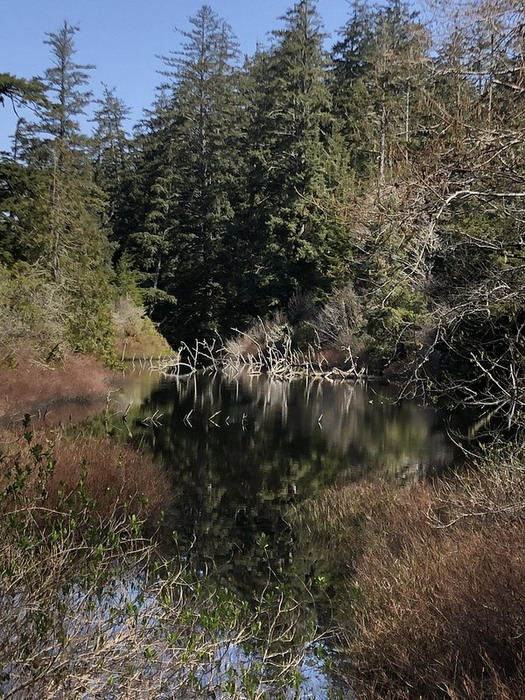 Old growth Douglas-firs