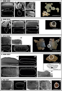 Scanning electron microscope (SEM) images and illustrations of cast cockroach egg case impressions