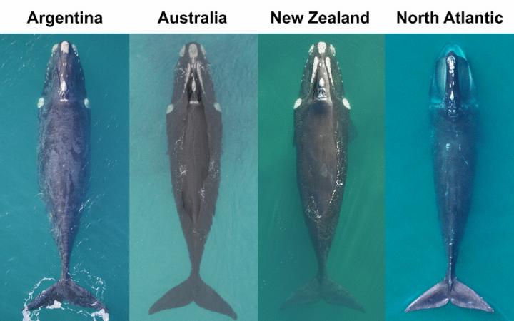 Whale Comparison