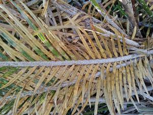 White cycad aulacaspis scale on cycad leaves