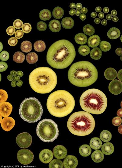 Kiwi Fruit Species