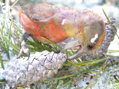 South Hills Crossbill Attacking Pine Cone