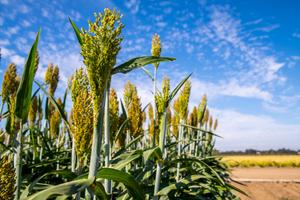 Sorghum plants