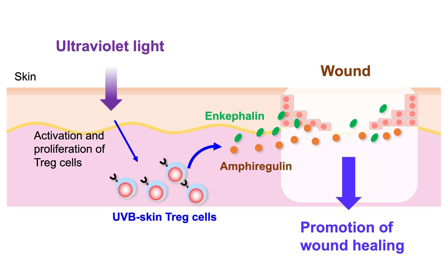 UVB-Expanded Skin Treg Cells Promote Wound Healing