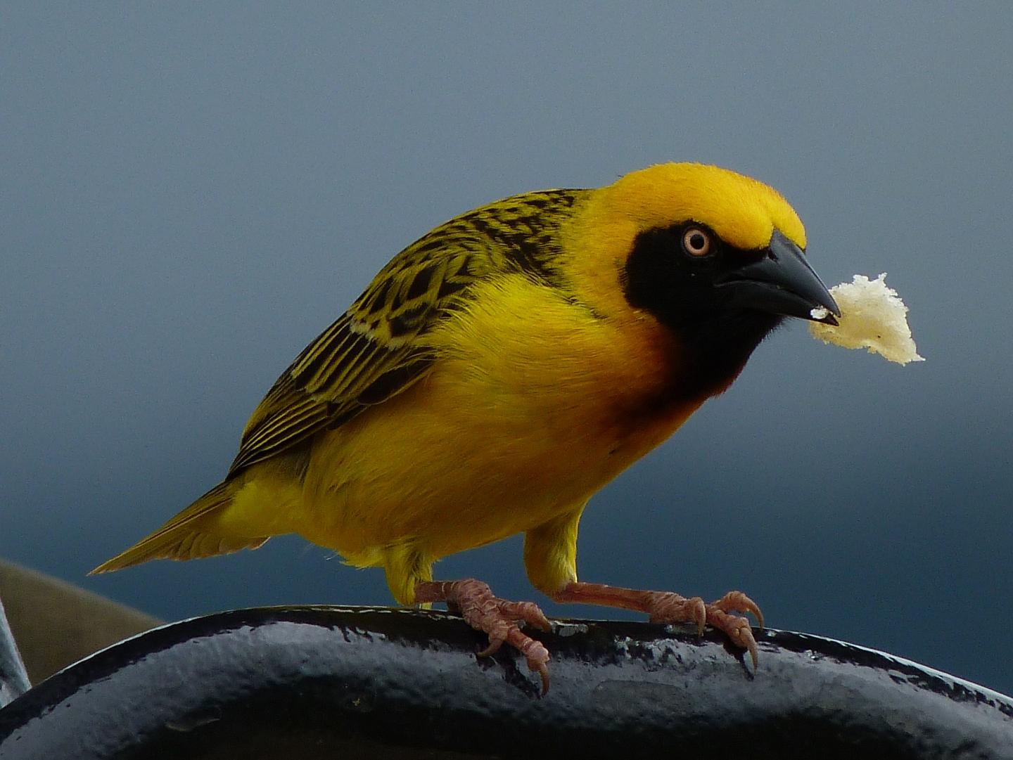 Speke's Weaver
