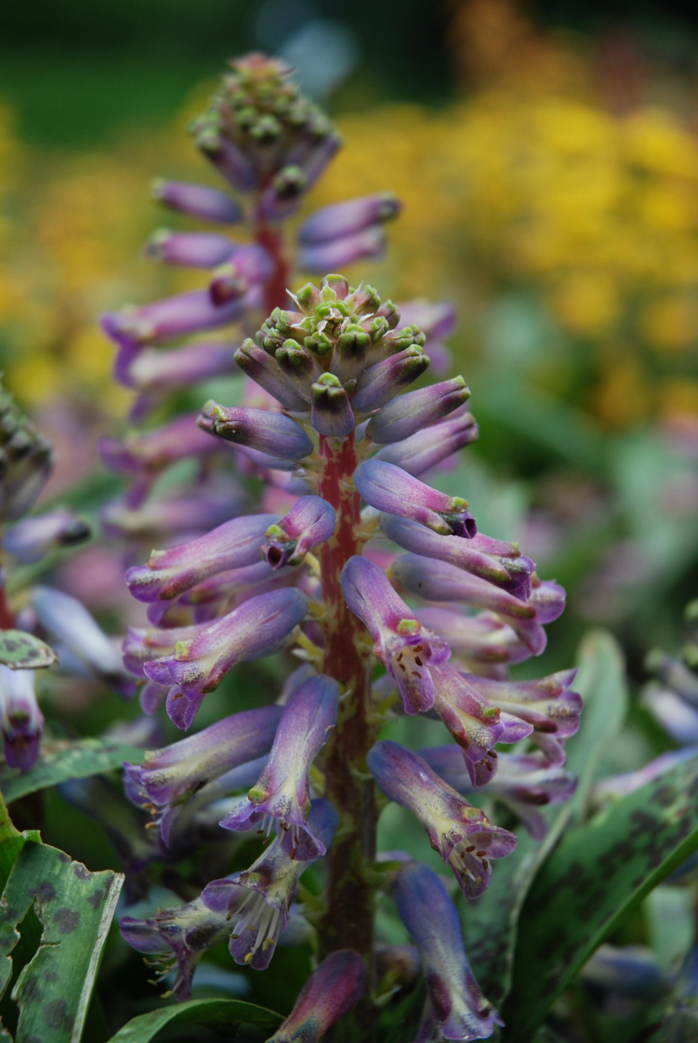 Planting Time, Flurprimidol Treatments Recommended for <em>Lachenalia</em>