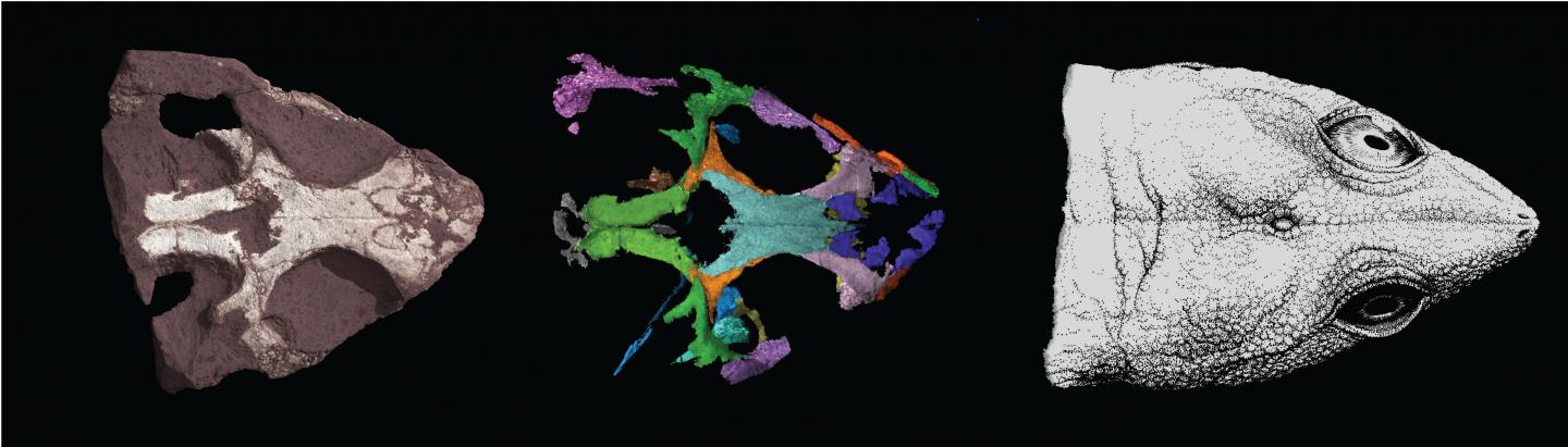 <i>Colobops noviportensis</i> Reconstruction
