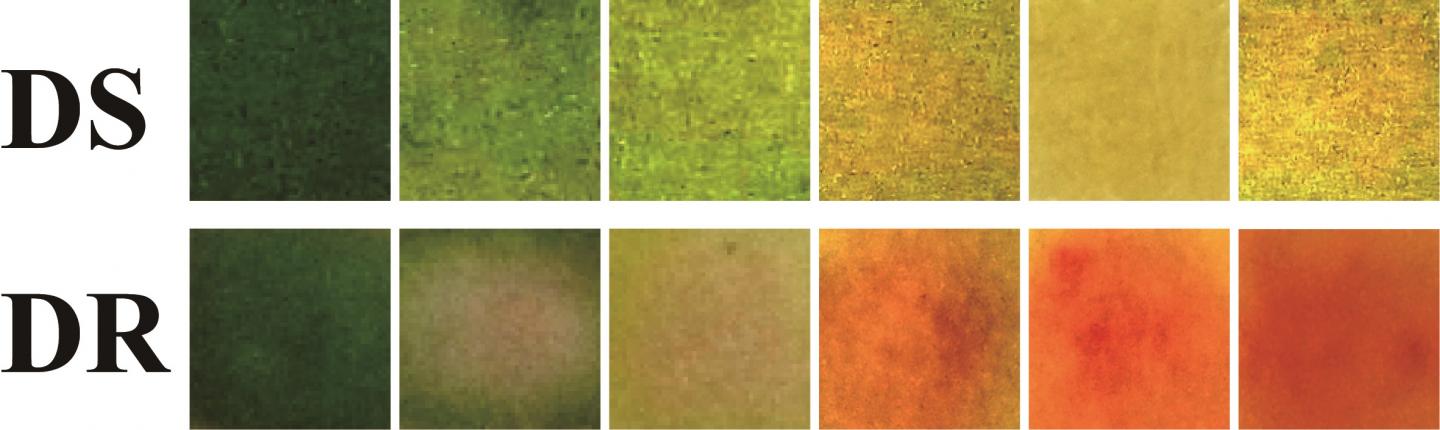 Color-Changing Bandages Sense and Treat Bacterial Infections