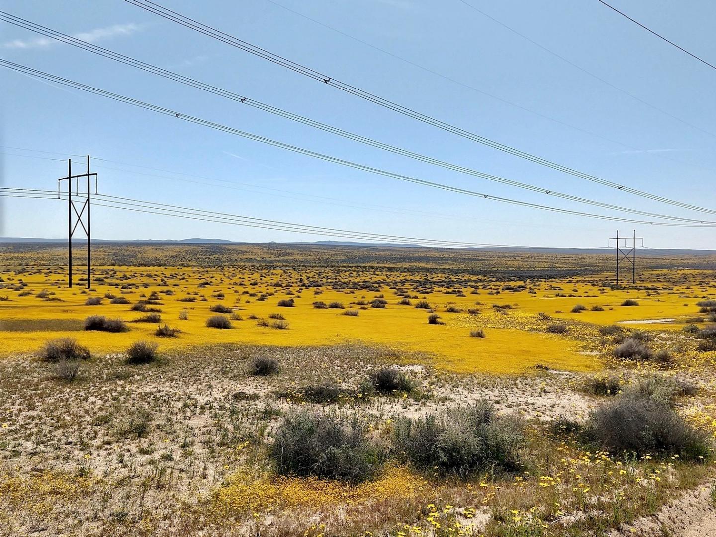 Super Bloom Mojave Desert