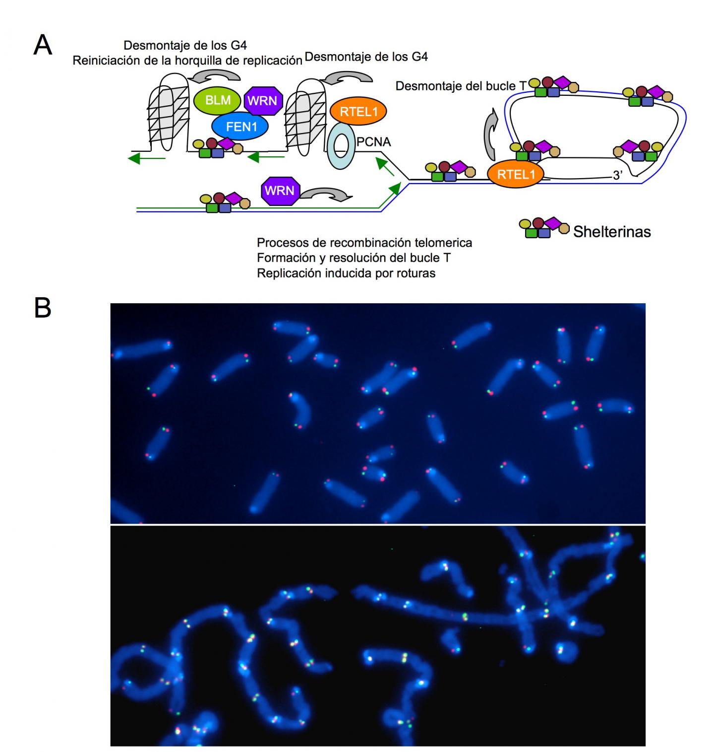 Accessory Proteins and Metephase Chromosomes