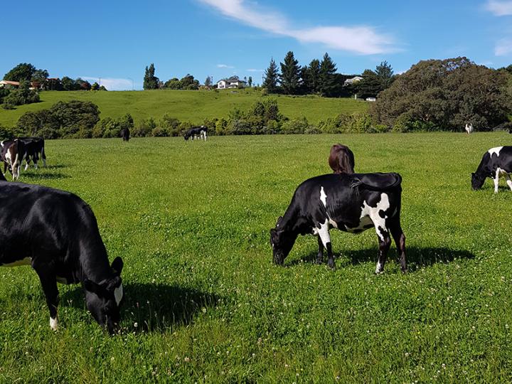 Cows grazing