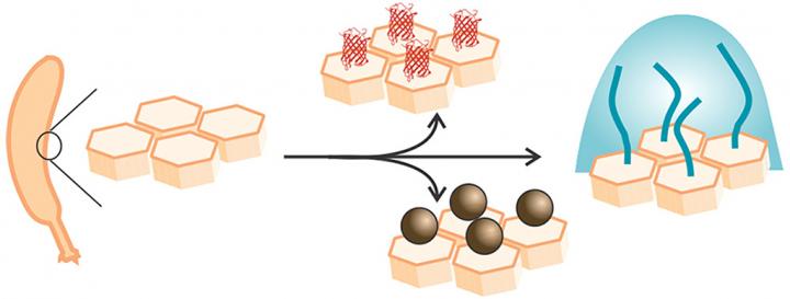 Living Scaffolds