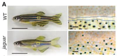 How the Zebrafish Got Its Stripes (1 of 2)