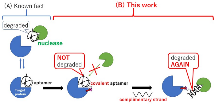 Covalent DNA aptamer: a long-acting but detoxifying drug modality