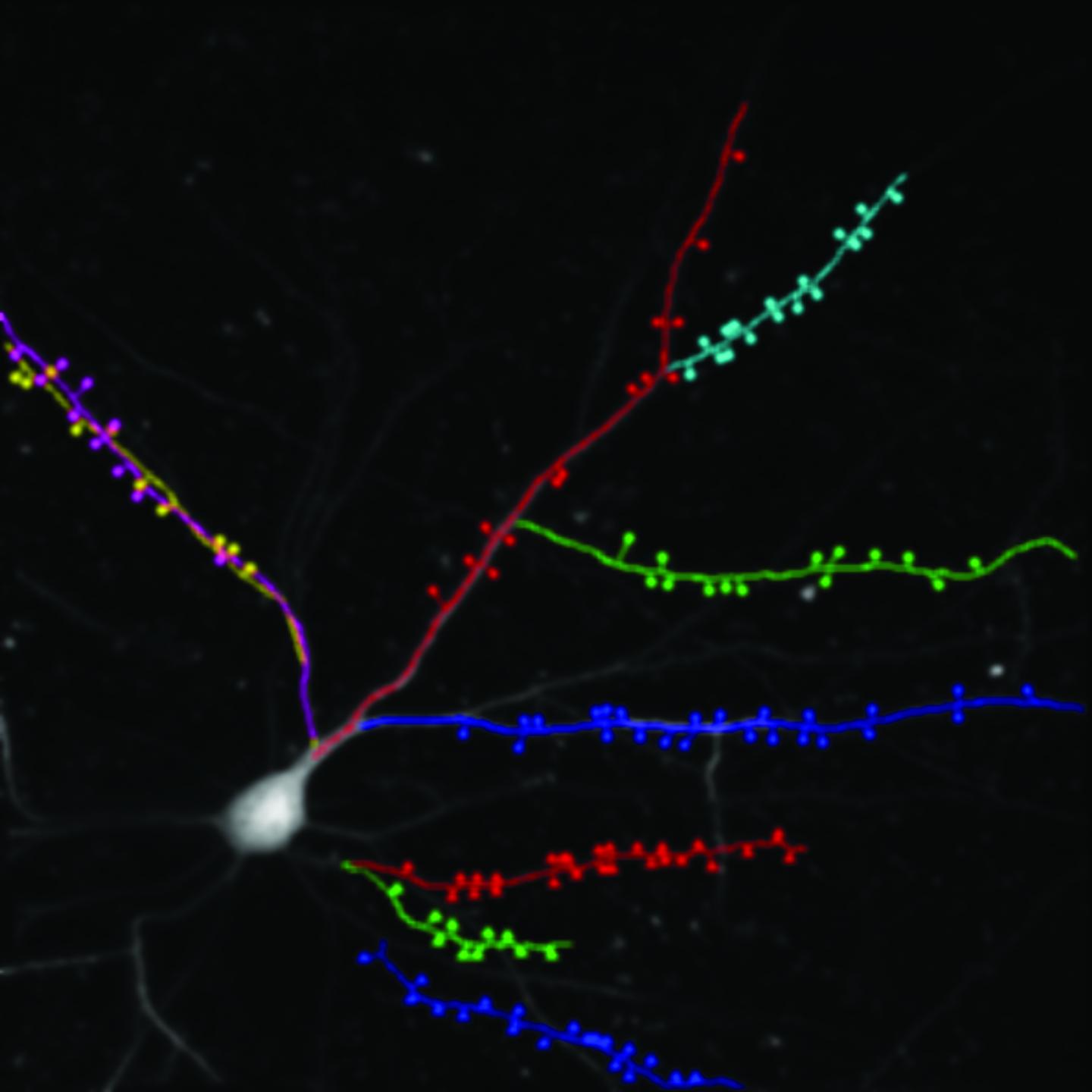 A Single Nerve Cell in the Cortex of a Live Mouse