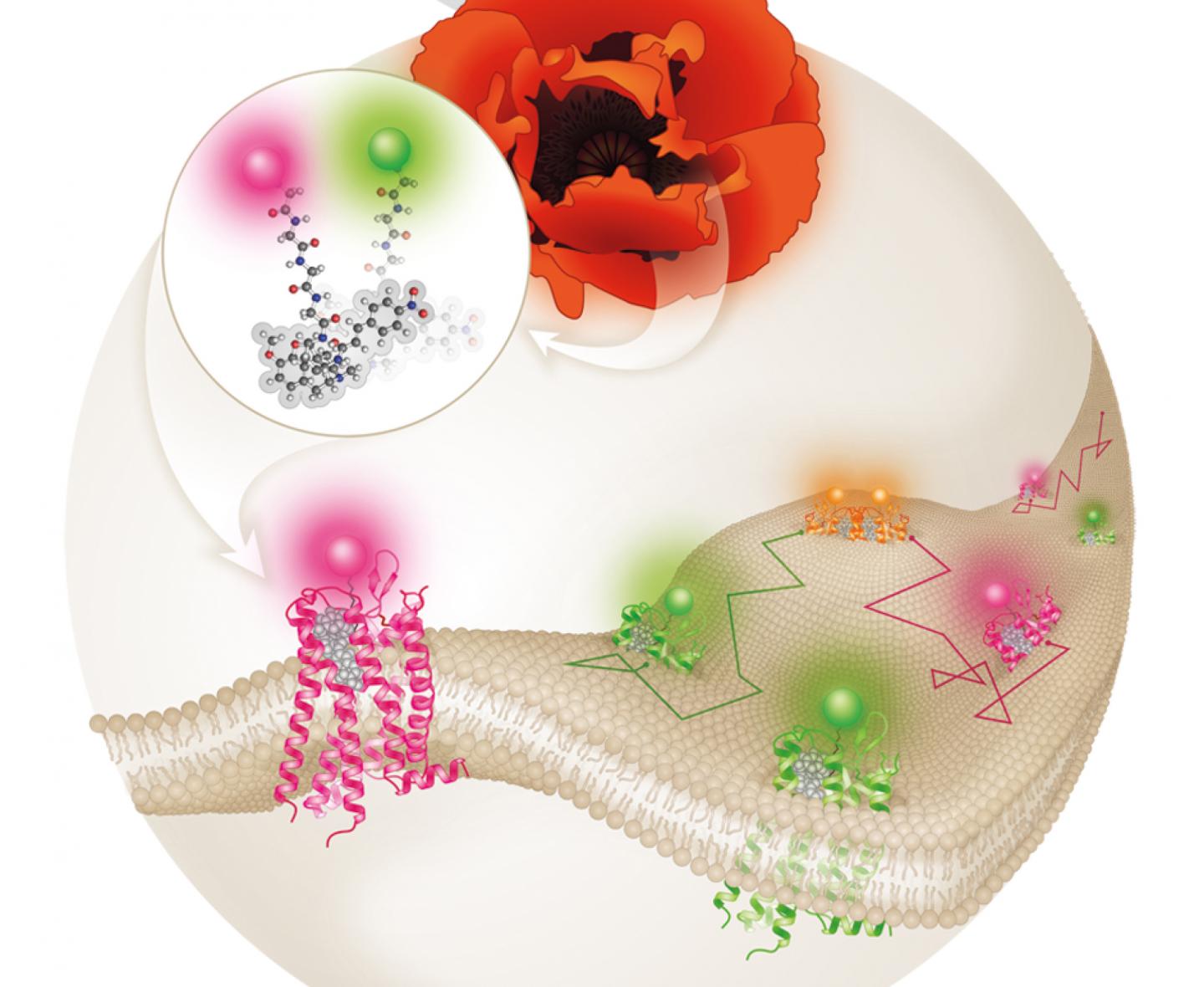 Pairs of Receptors