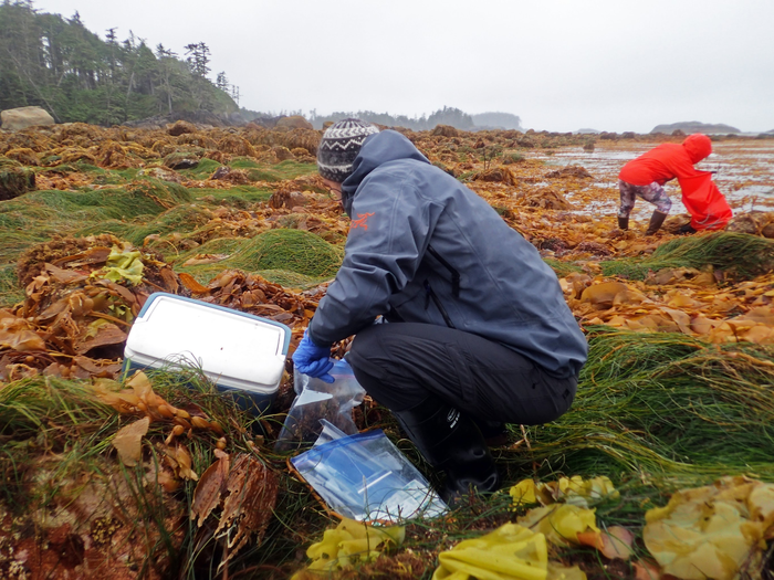 Collecting marine invertebrate samples off Calvert Island, British Columbia, Canada