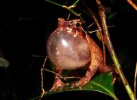 Male Shillong Plateau Horned Frog