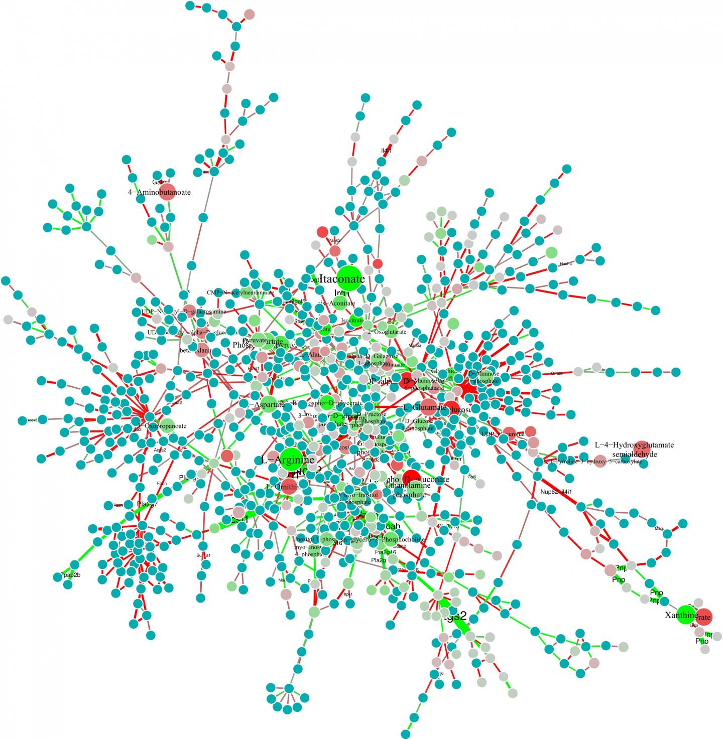 Map of Macrophage Metabolism