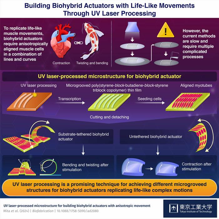 Building biohybrid actuators with life-like movements.