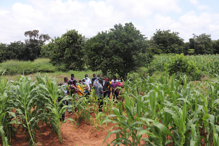 Maize Nutrient Omission Trial in Togo