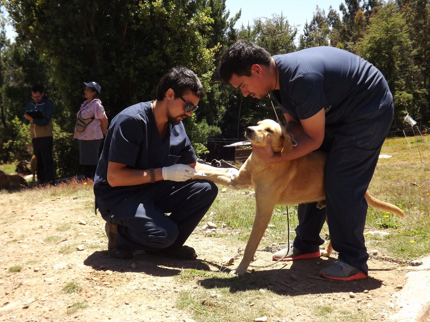 Dog Rabies Vaccination Programs Affect Human Exposure, Prophylaxis Use