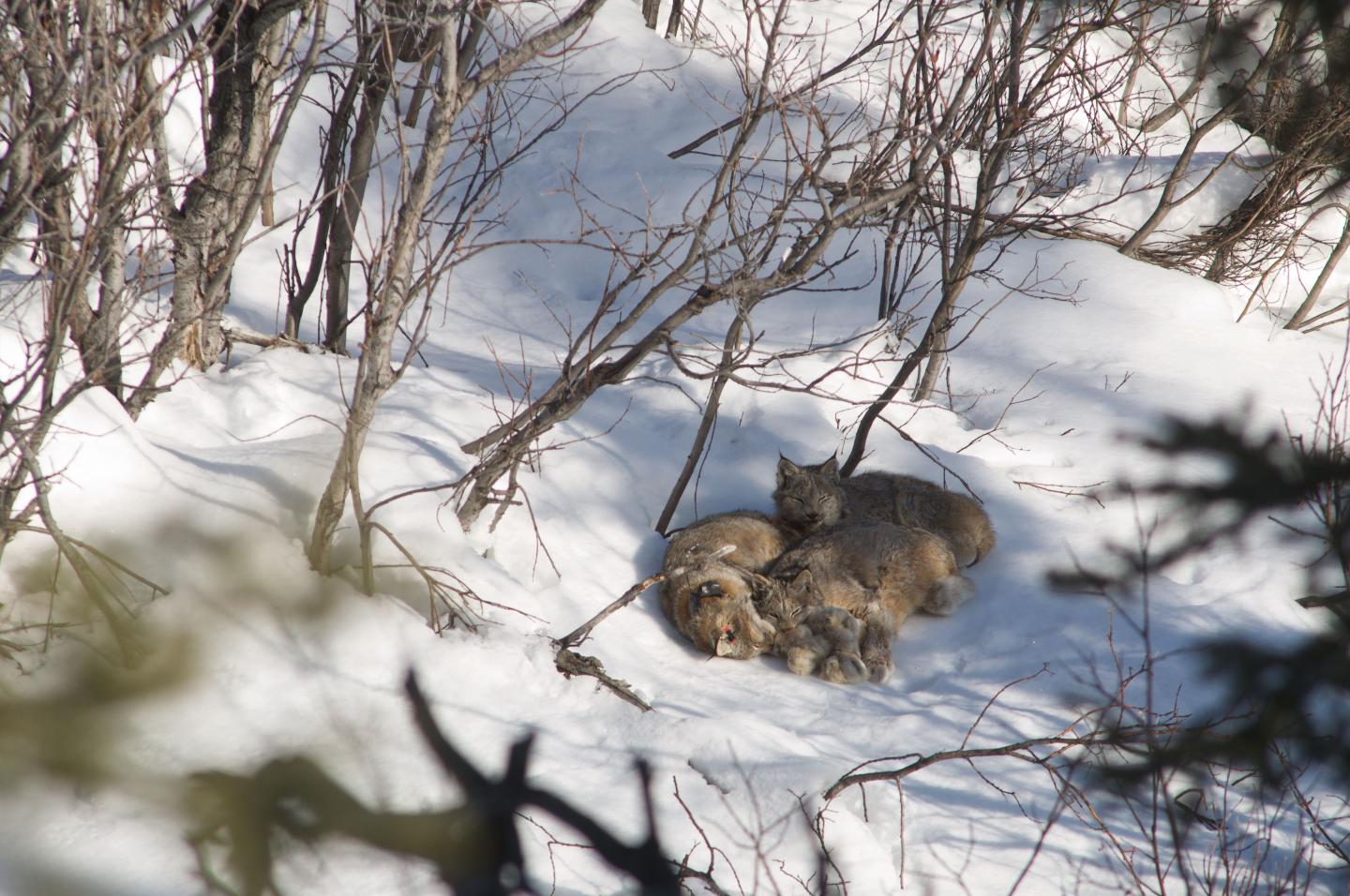 Family of Canada Lynx