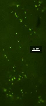 Plant Mitochondria Moving Around the Cell