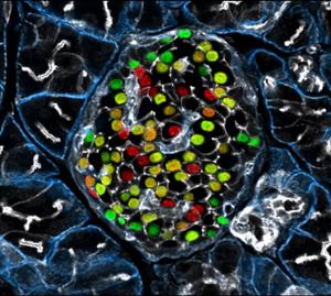 Insulin-producing beta cells in the islet of Langerhans.