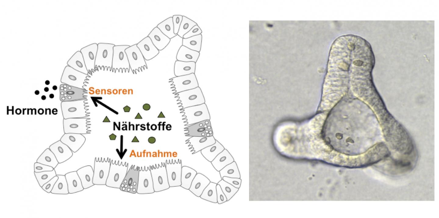 Mini-Intestine Grown in a Test Tube for Nutritional Research