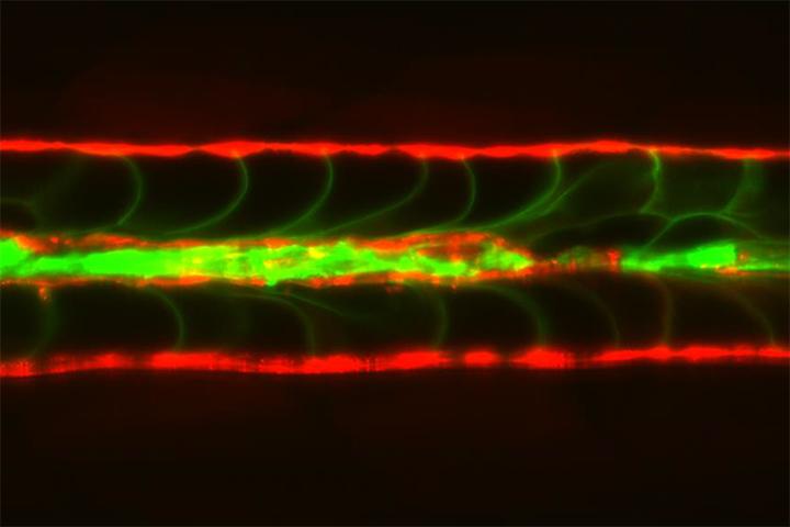 Notochord