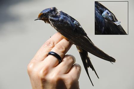Barn Swallow with Geolocator