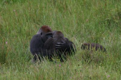 Wild Gorillas in 'Face-to-Face' Copulation
