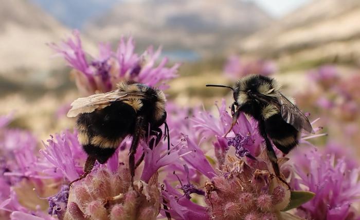 Bumblebees