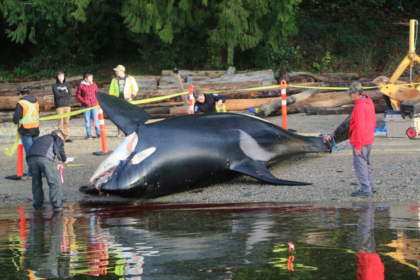 Southern resident killer whale stranded near Sechelt, British Columbia