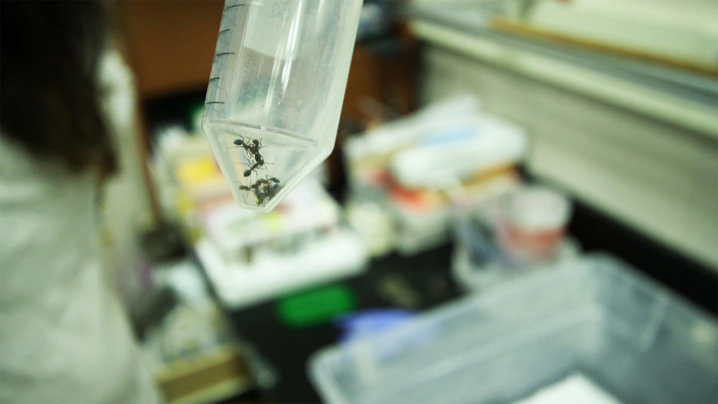 Collective Clog Control: What Ants Can Teach | EurekAlert!