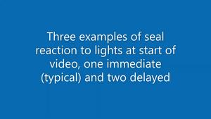 Deep-sea cabled video-observatory provides insights into the behavior at depth of sub-adult male northern elephant seals, Mirounga angustirostris