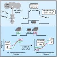 Abstract explaining  sustained firing in optic flow sensitive descending neurons in flies