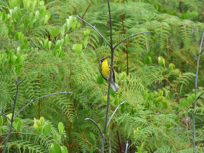 Bahama Warbler