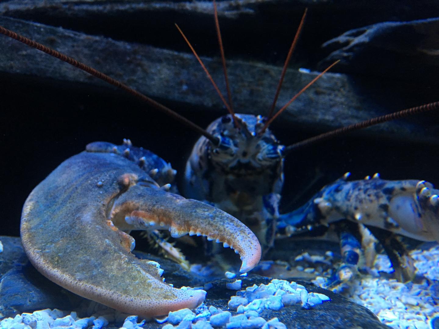 European lobster