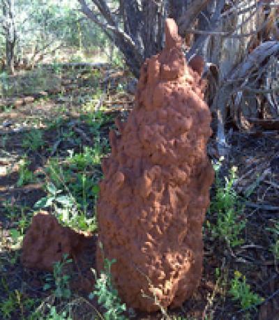 Termite Mound