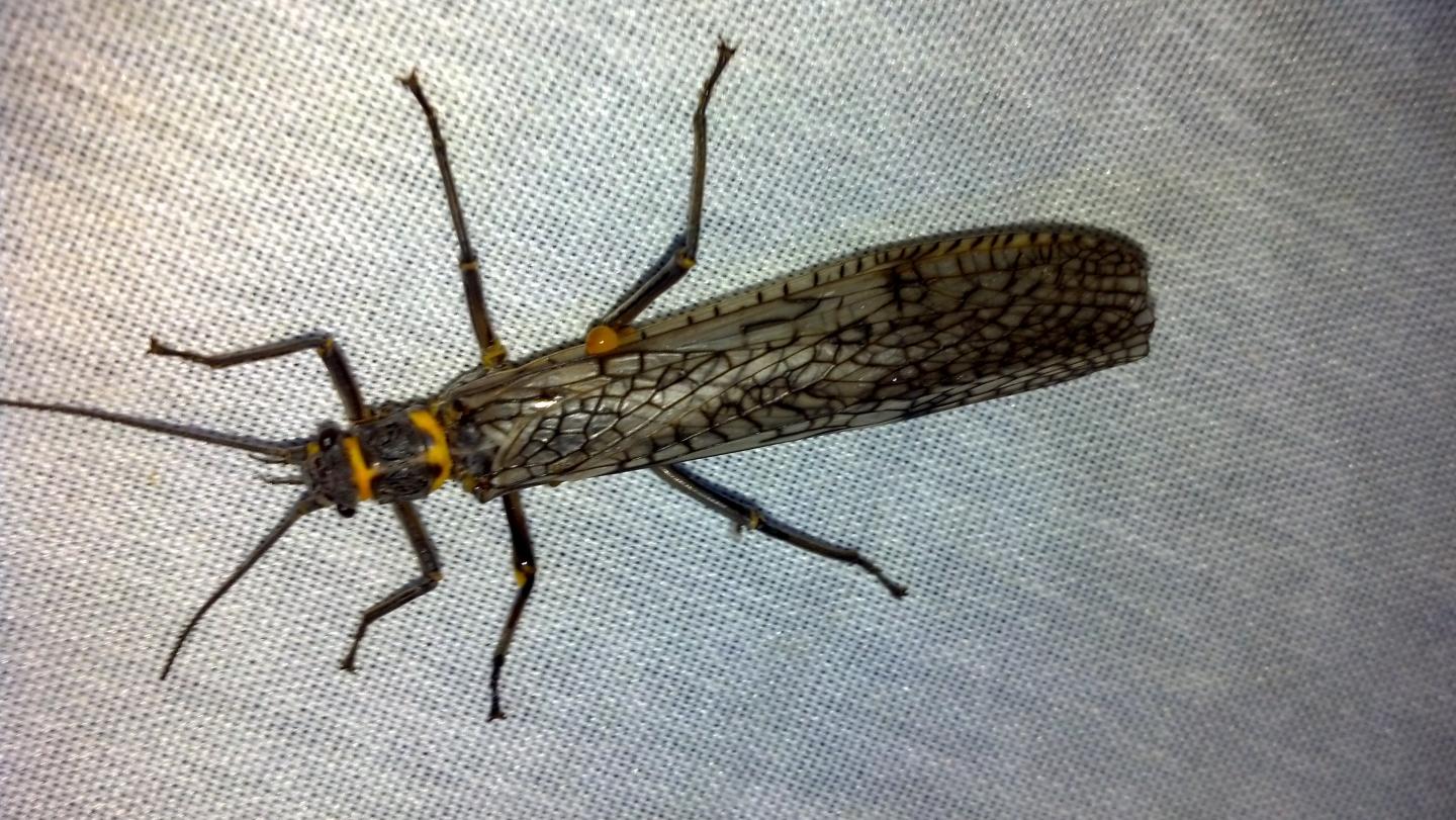 How Did The Stonefly Cross The Lake? The Mystery Of Stoneflies Recolonising A USA Island