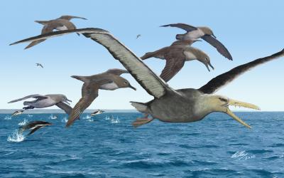 Birdlife in Antarctica 50 Million Years Ago