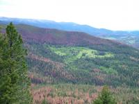 Western Pine Forests Hit by Bark Beetles