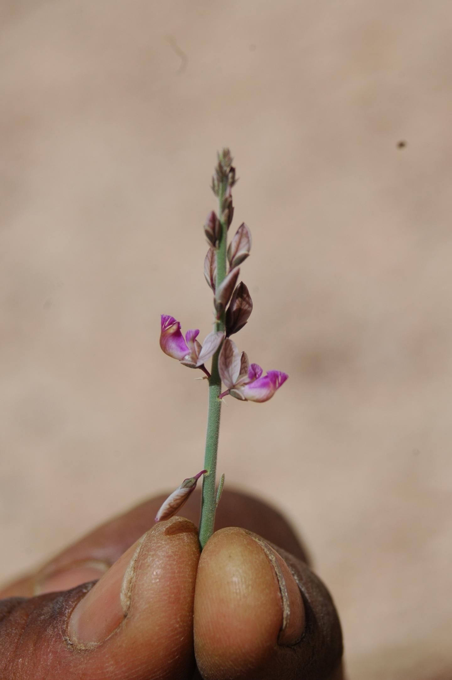 <i>Stachys aegyptiaca</i>
