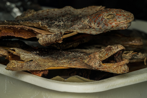 dried tokay geckos sold