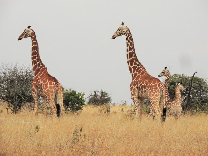 Reticulated Giraffe