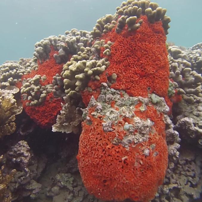 Sponge Growing on Coral