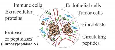 Peptide Signature of Breast Cancer Cells